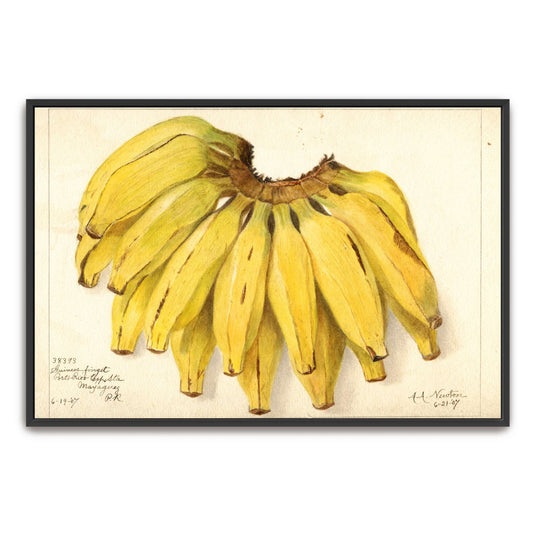 Watercolor painting of bananas by Amanda Almira Newton