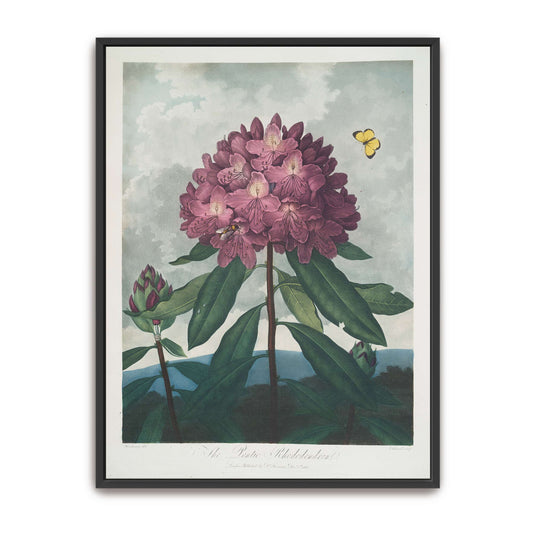 Pink Rhododendron with Insects by Robert John Thornton