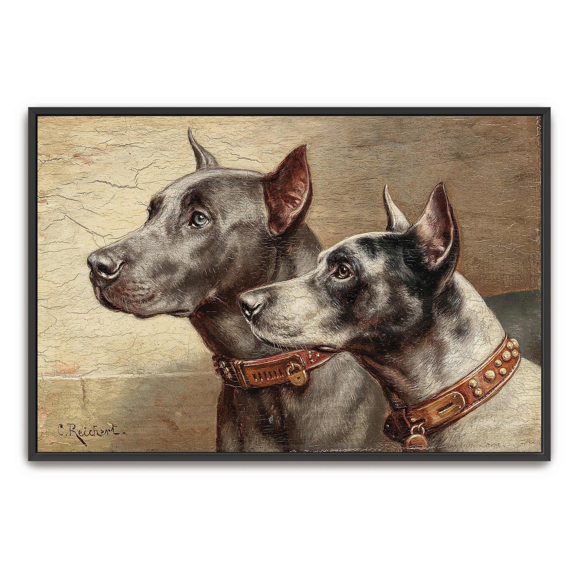 Two Great Danes Portrait, Close Up, Detailed, Realistic By Carl Reichert