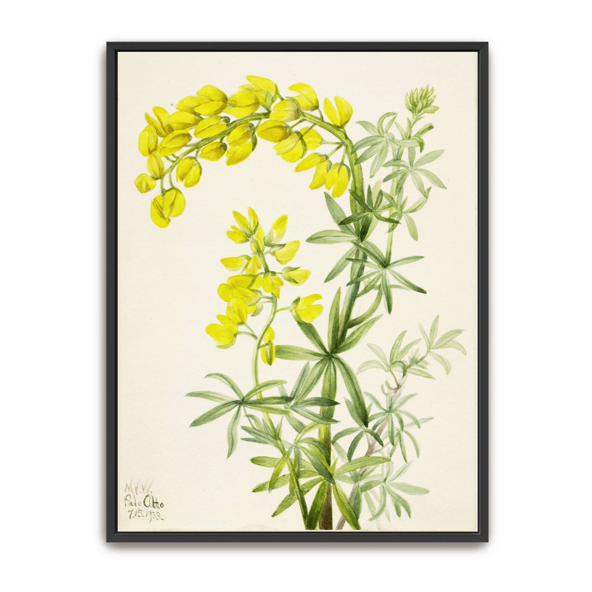 Yellow lupine watercolor painting by Mary Vaux Walcott