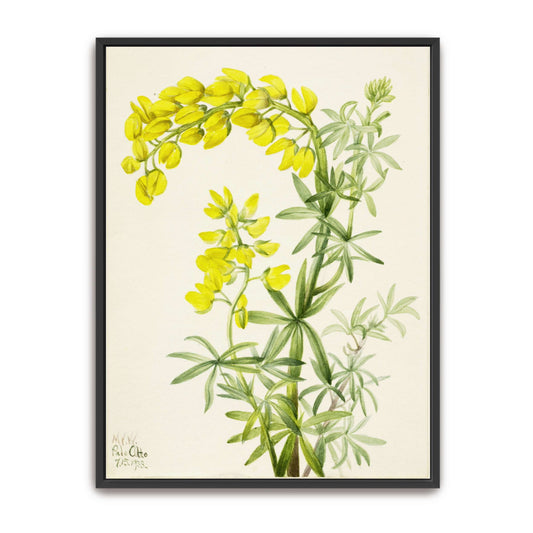 Yellow lupine watercolor painting by Mary Vaux Walcott