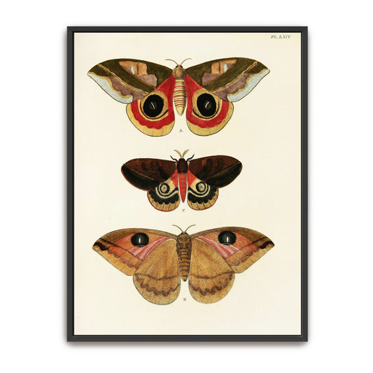 Three butterfly specimens on white background by Pieter Cramer