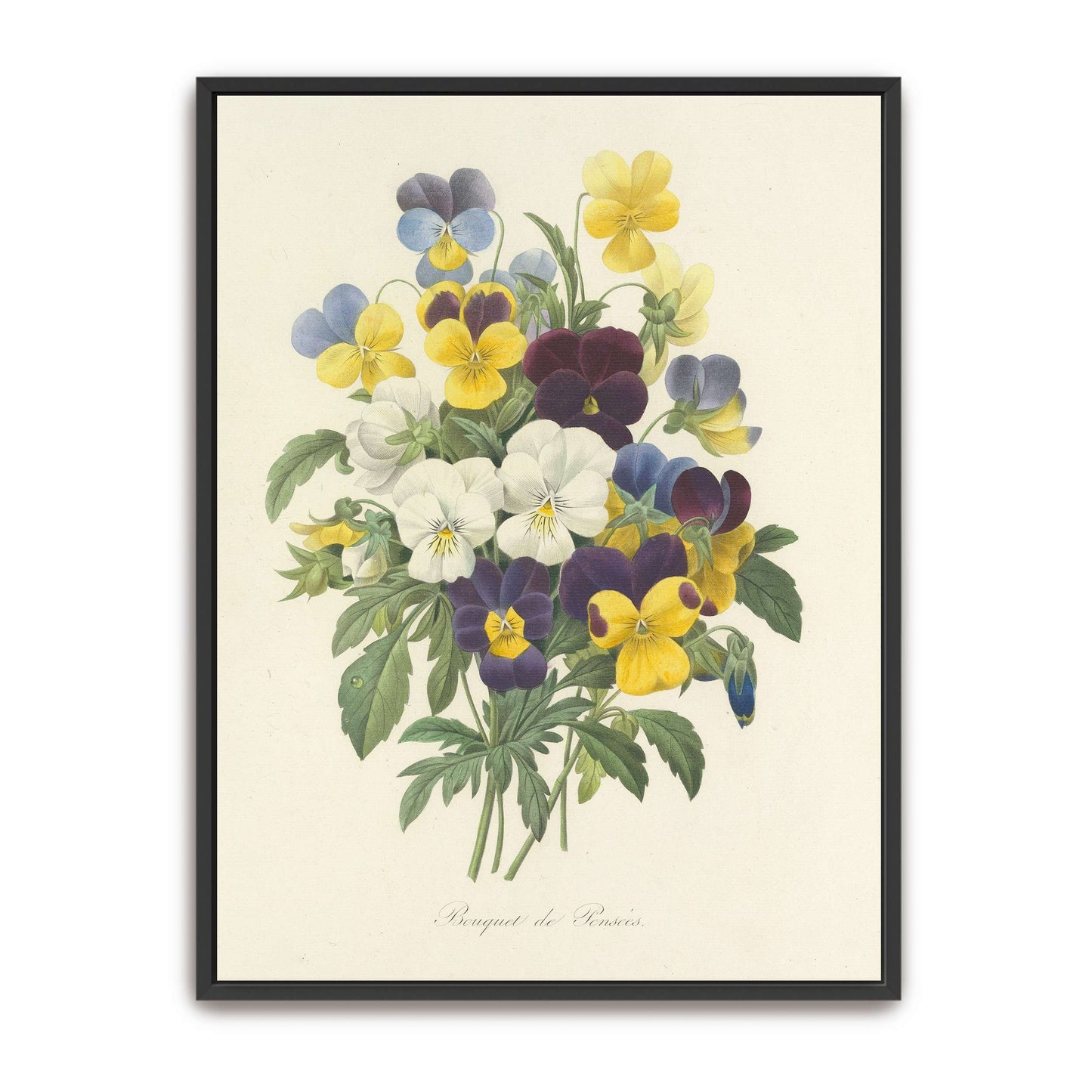 Pansies bouquet illustration by Pierre Joseph Redouté