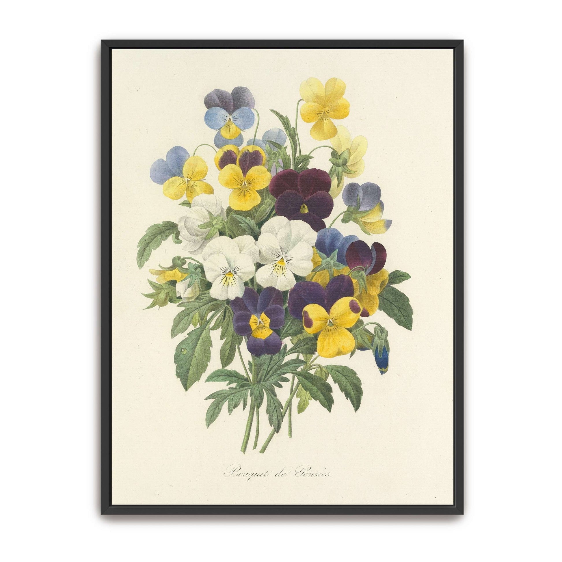Pansies bouquet illustration by Pierre Joseph Redouté