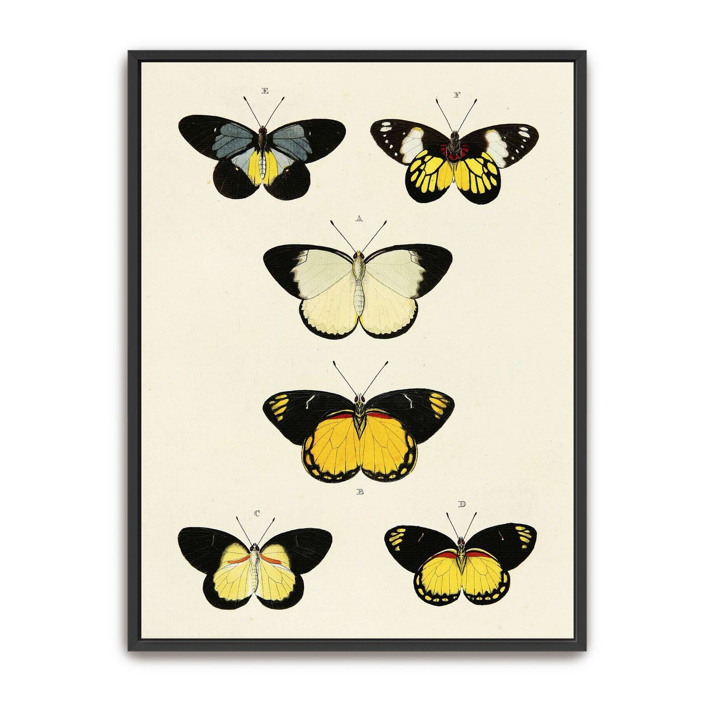 Five butterflies on white background by Pieter Cramer