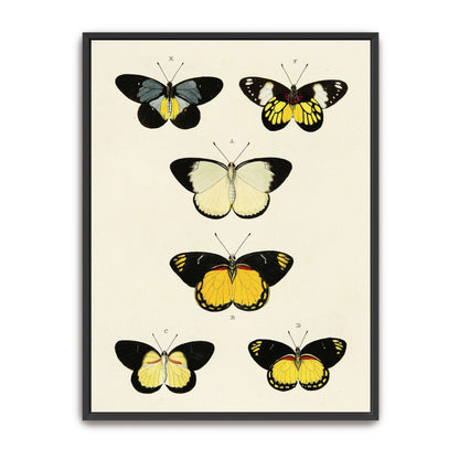 Five butterflies on white background by Pieter Cramer