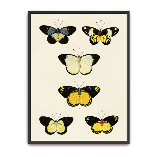 Five butterflies on white background by Pieter Cramer