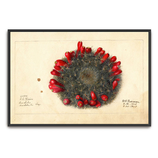 Cactus with red flowers by Deborah Griscom Passmore