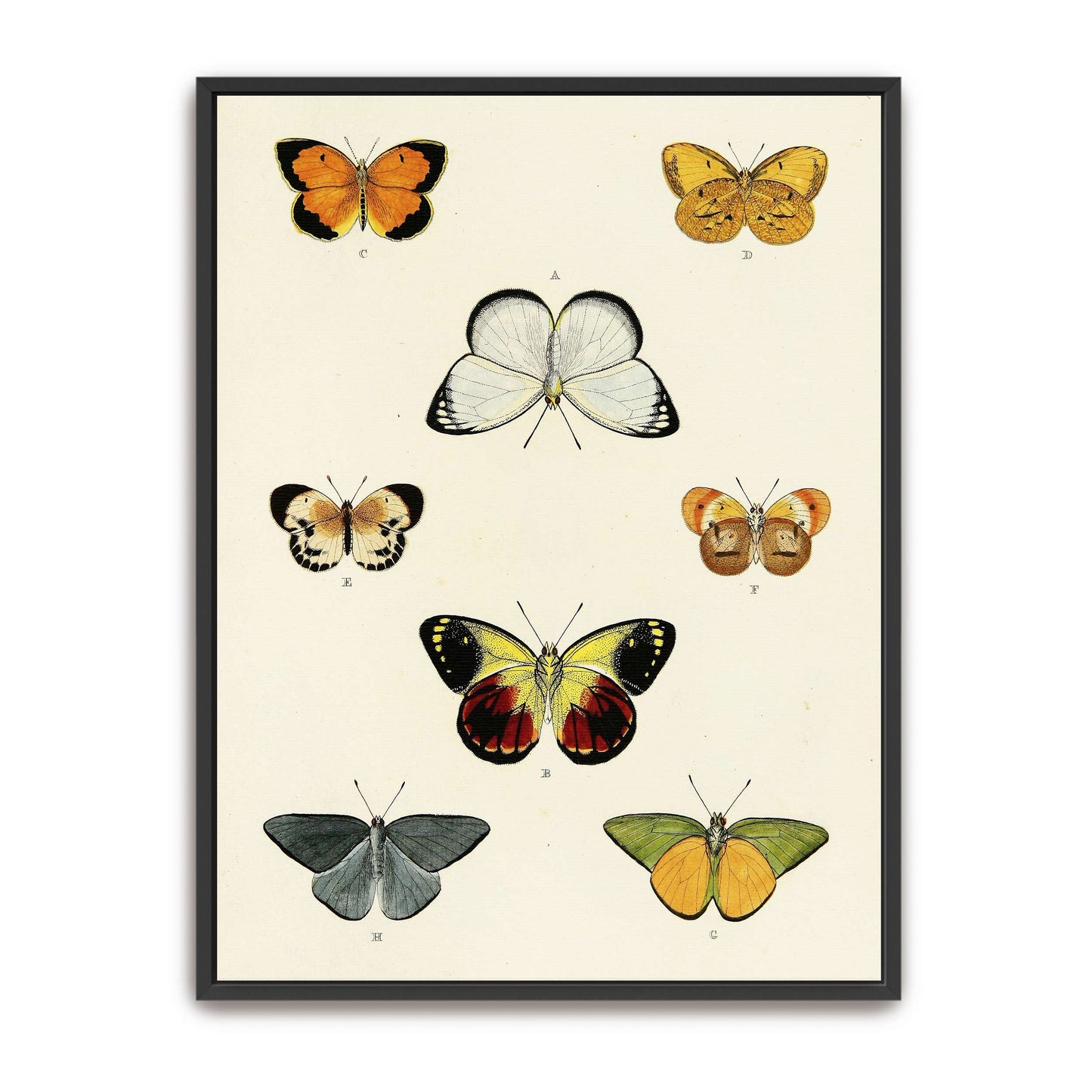 Collection of butterflies on a white page by Pieter Cramer