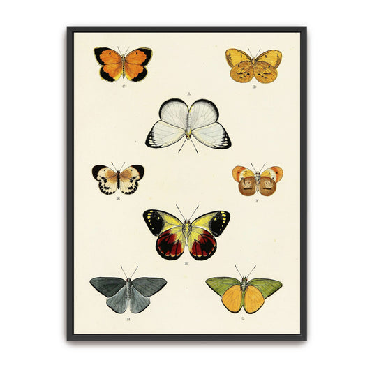Collection of butterflies on a white page by Pieter Cramer