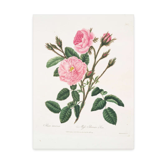 Pink Rose Botanical Illustration (Rosa muscosa) by Mary Lawrance, gallery-wrapped canvas print