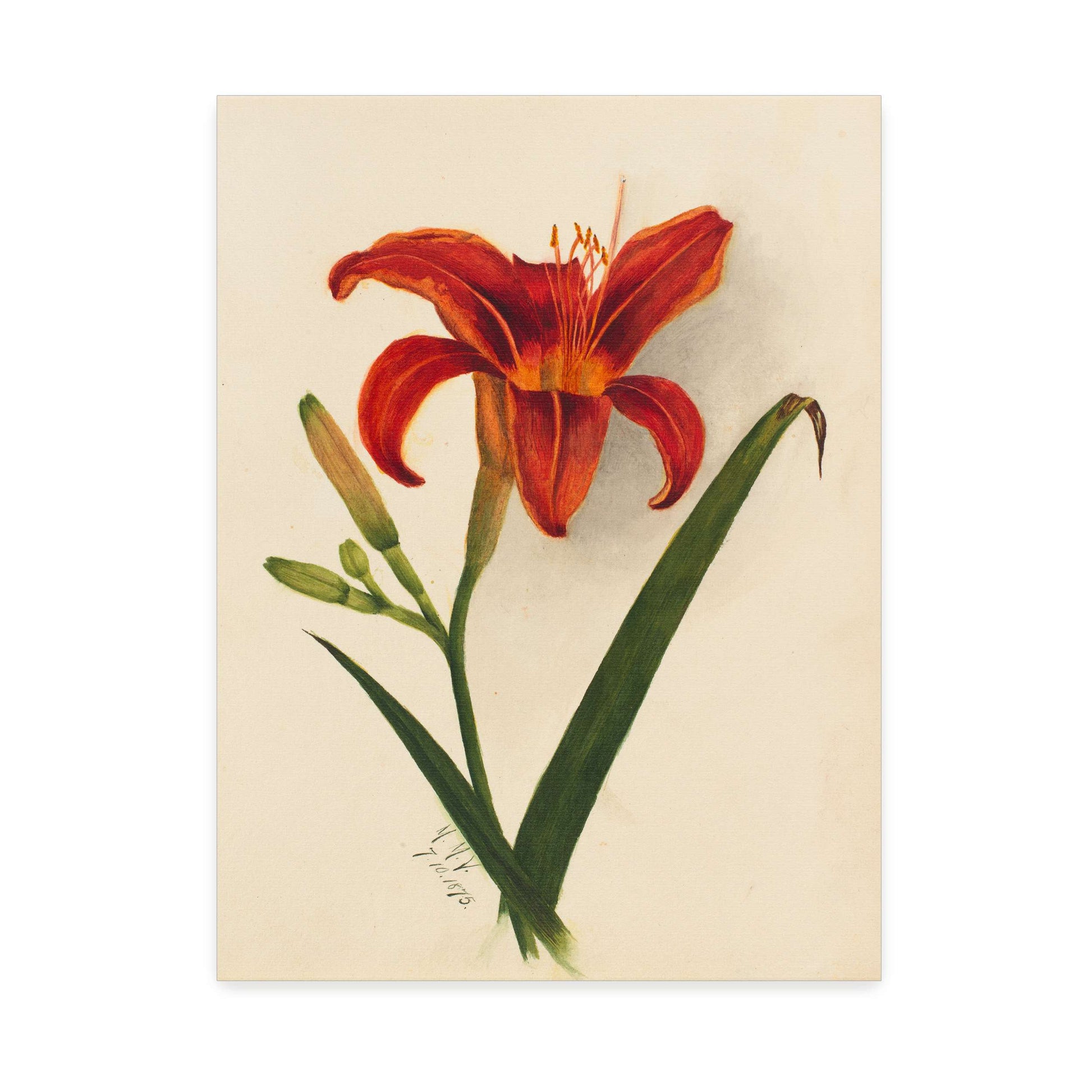 Orange daylily watercolor painting by Mary Vaux Walcott