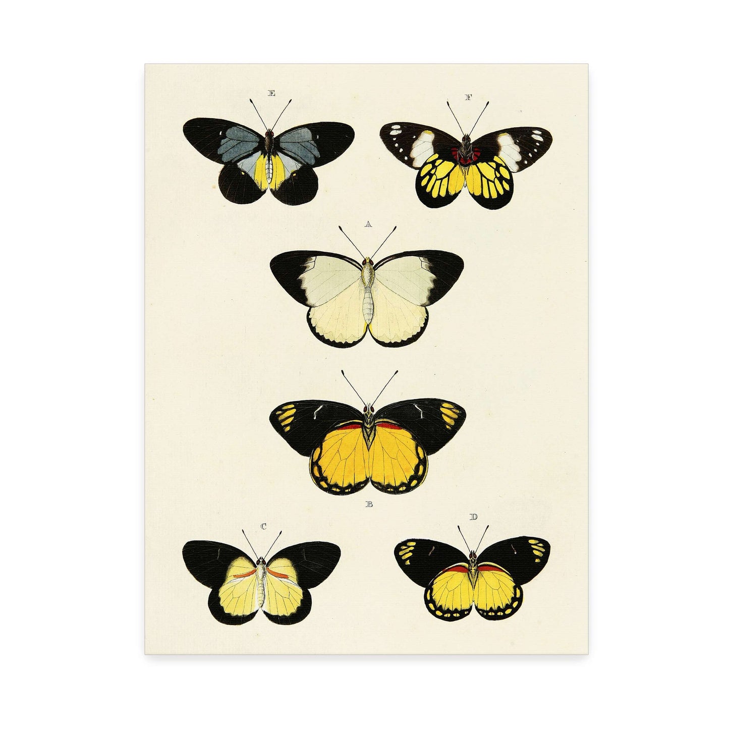 Five butterflies on white background by Pieter Cramer