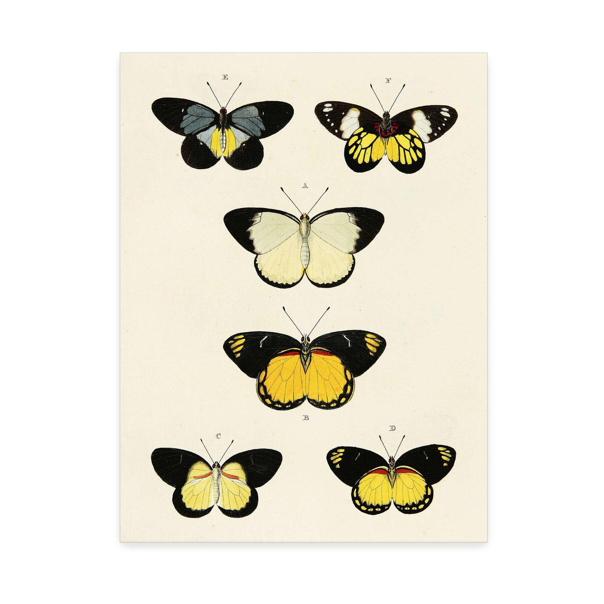 Five butterflies on white background by Pieter Cramer