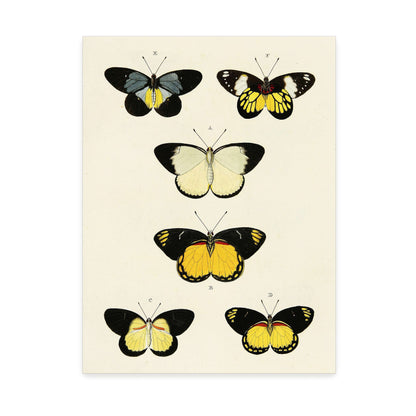 Five butterflies on white background by Pieter Cramer