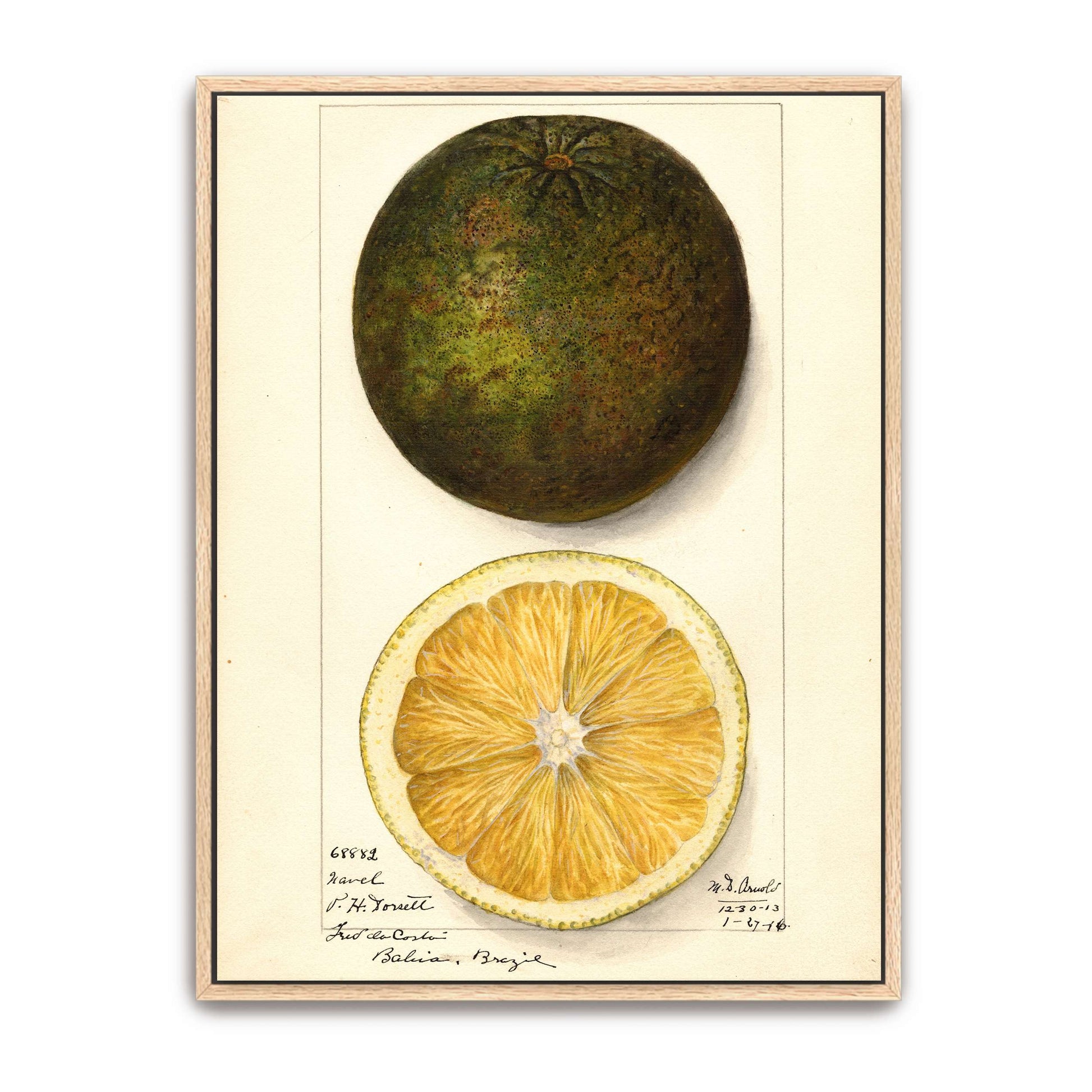 Watercolor painting of a citrus fruit by Mary Daisy Arnold