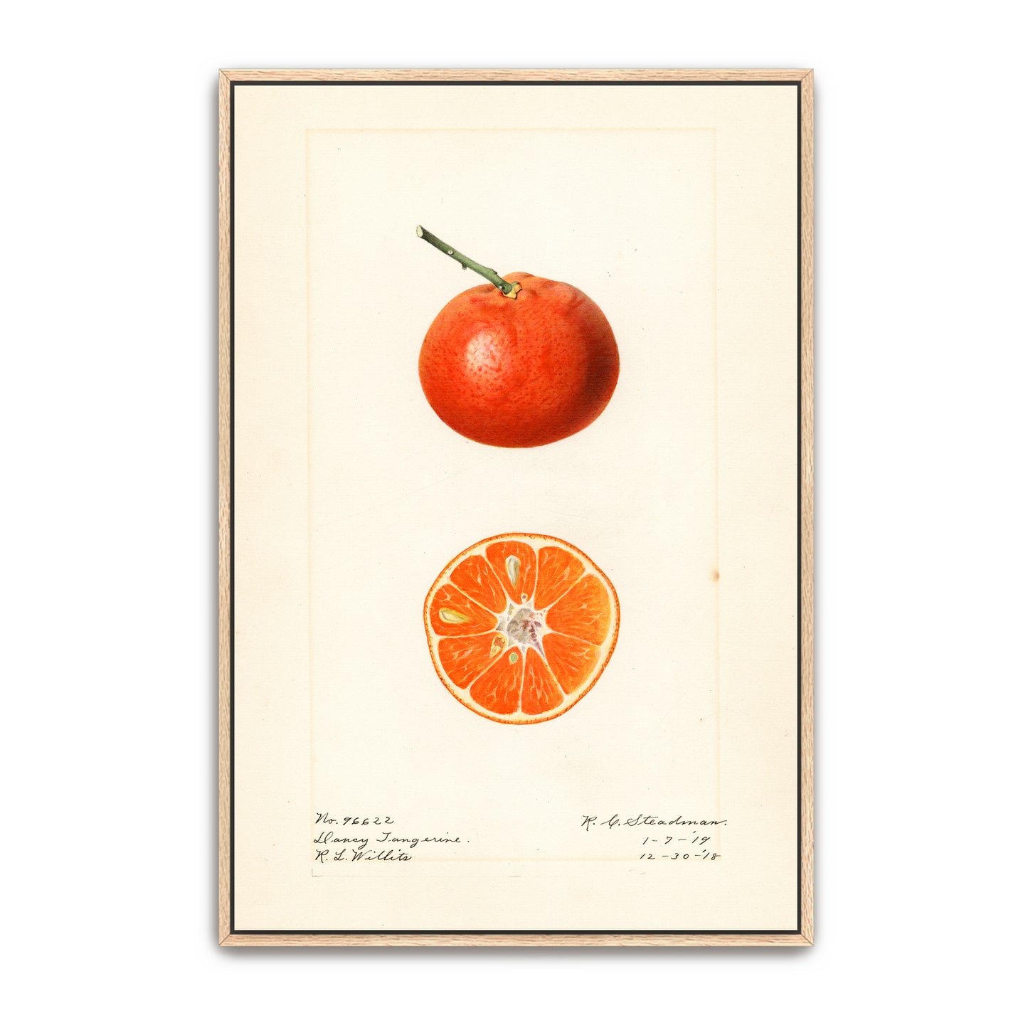 Dancy Tangerine Illustration Botanical Study By Royal Charles Steadman