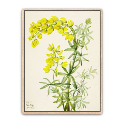 Yellow lupine watercolor painting by Mary Vaux Walcott
