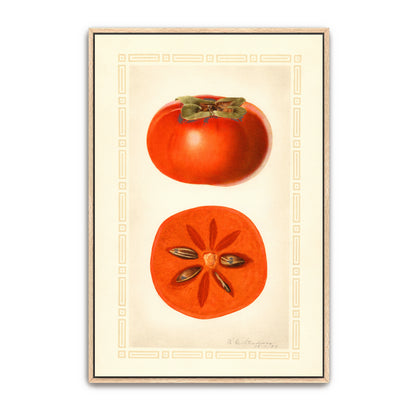 Diospyros Fuyu Persimmon Fruit Illustration By Royal Charles Steadman