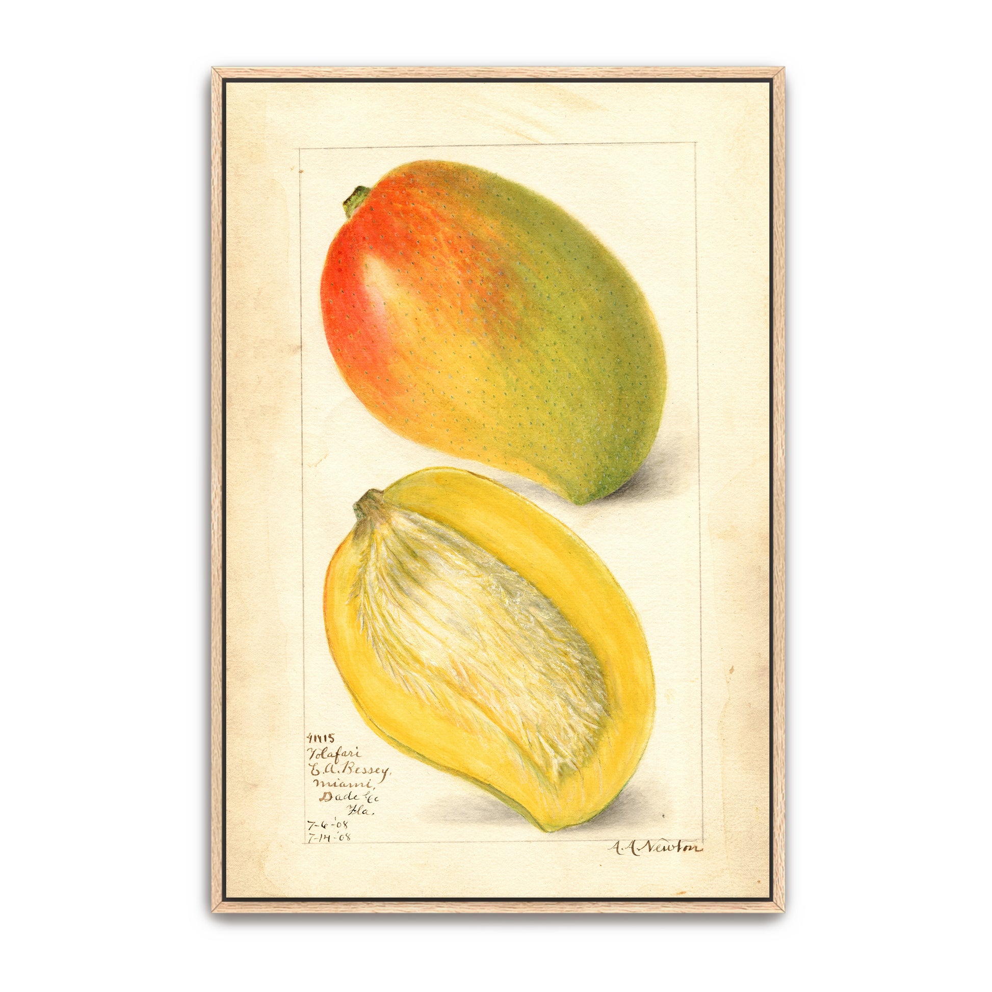 Watercolor Painting Of Two Mangoes By Amanda Almira Newton