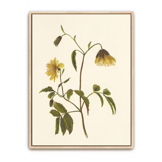 Hawaiian Flower Drawing (Poolanui) by Isabella McHutcheson Sinclair, natural oak framed canvas print