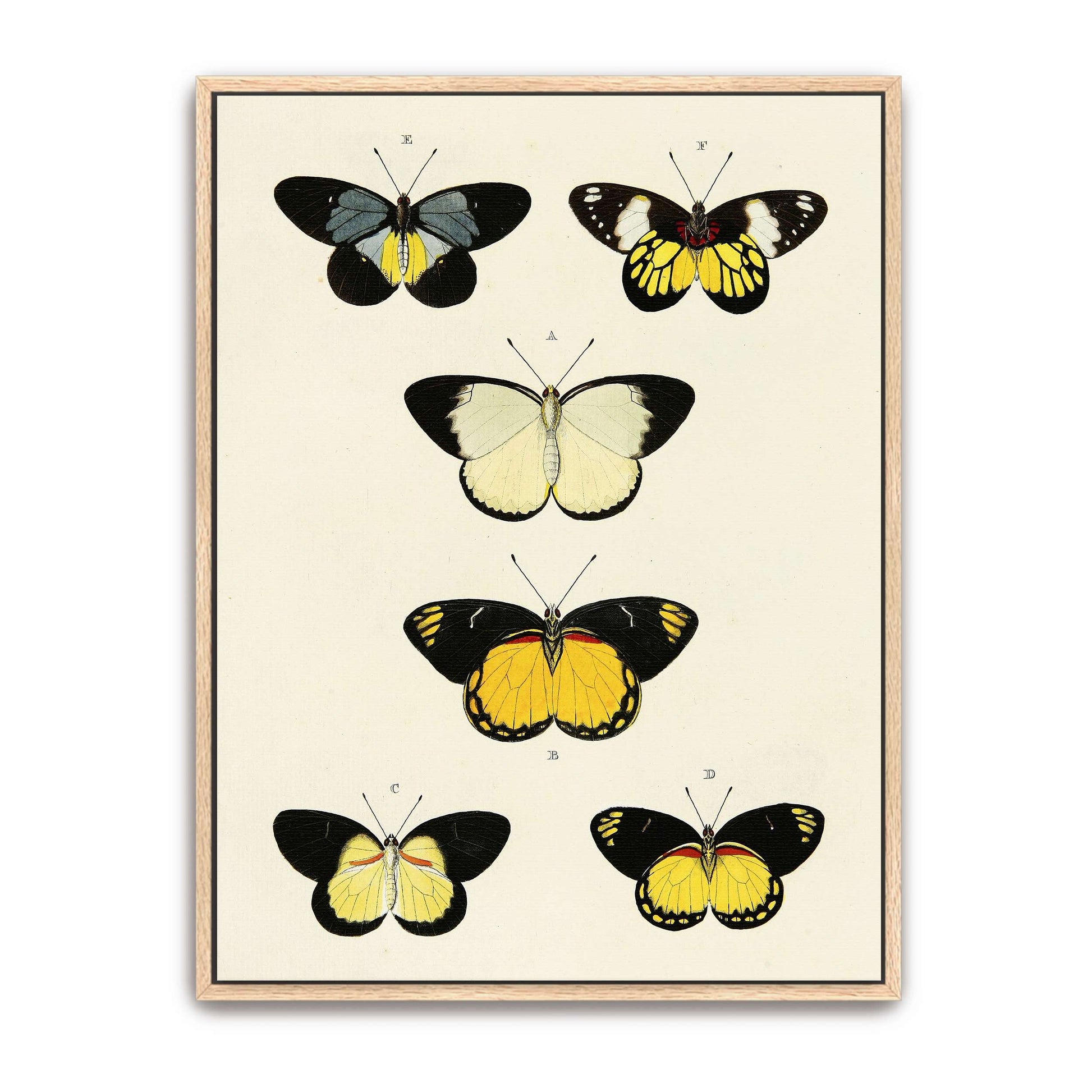 Five butterflies on white background by Pieter Cramer