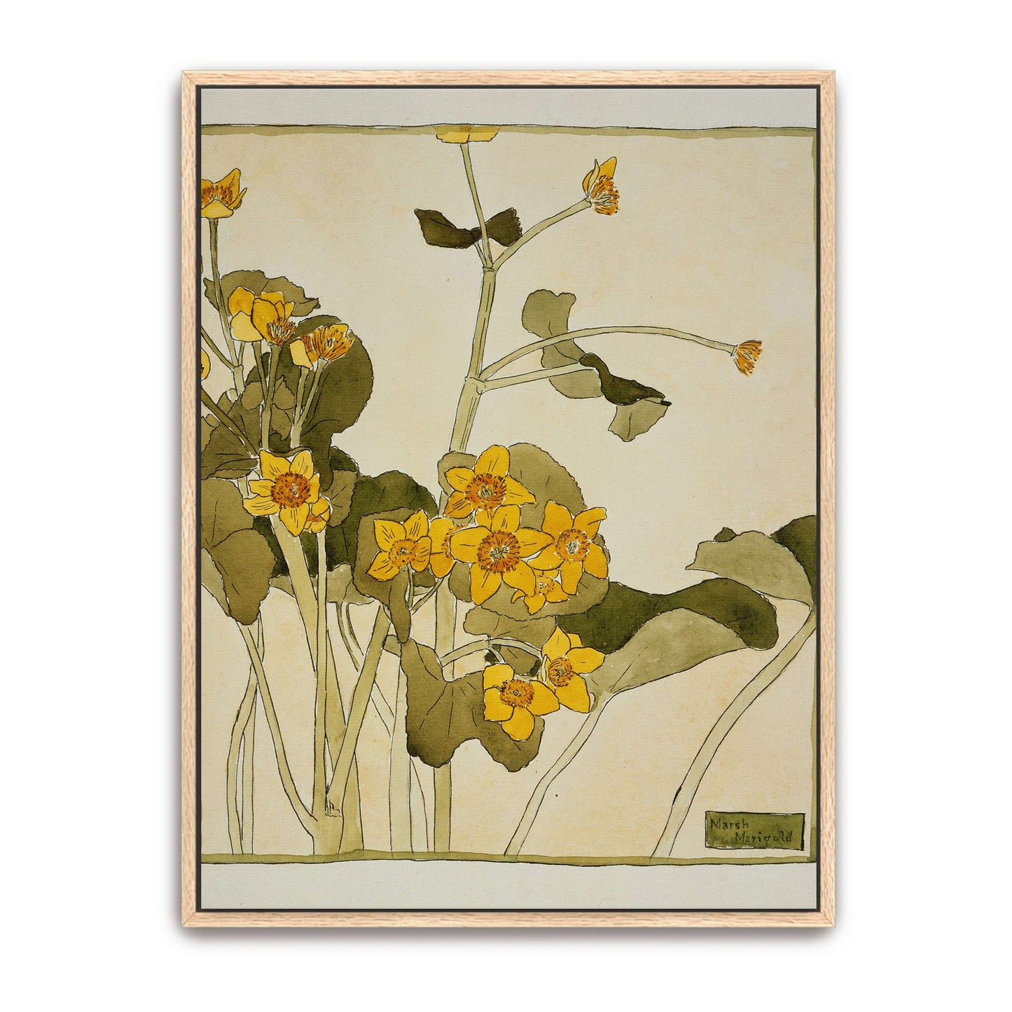 Marsh marigold botanical art by Hannah Borger Overbeck
