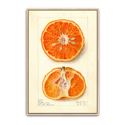 King Citrus Fruit Watercolor Illustration By Elsie E. Lower