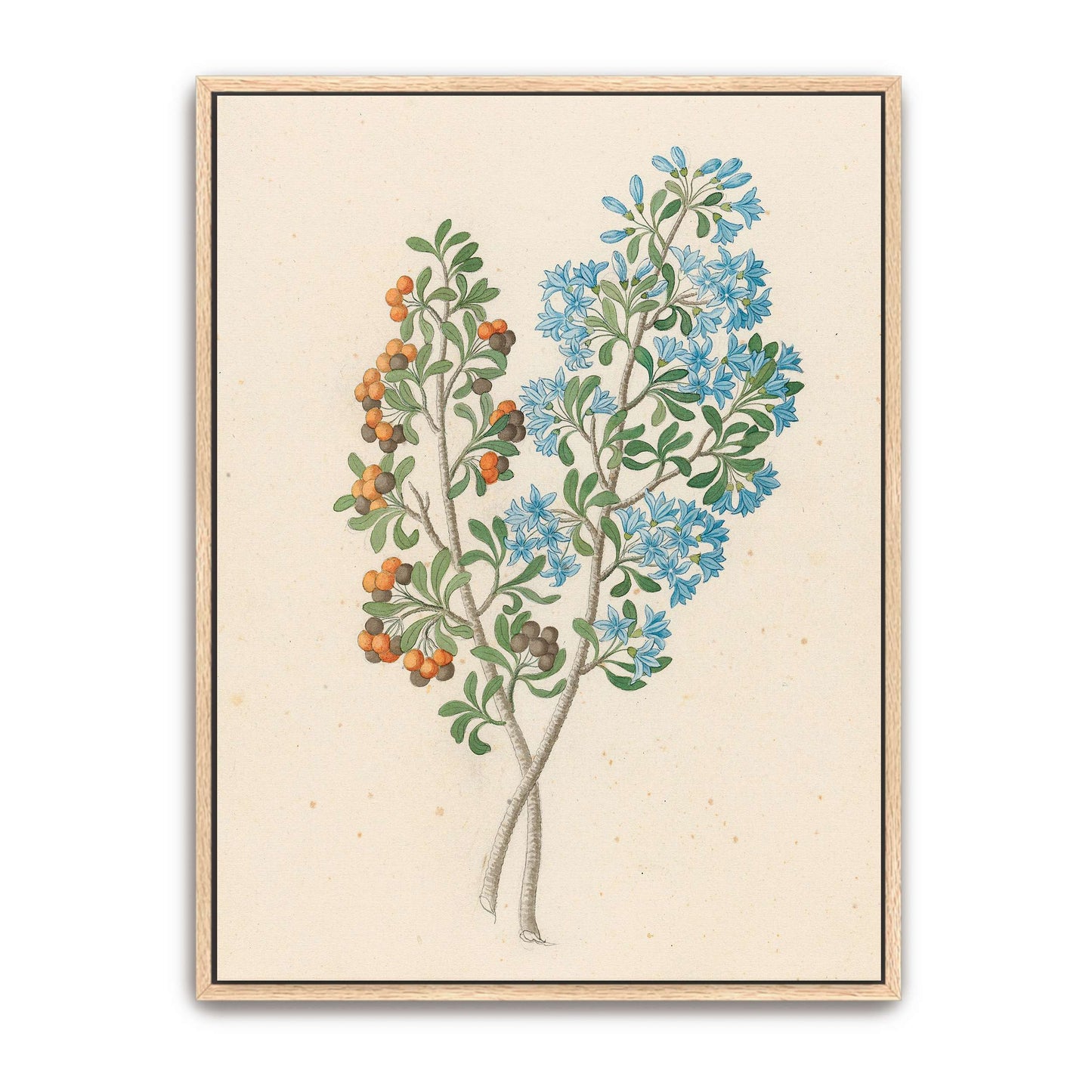 Botanical illustration of flowering plant by Clemenz Heinrich Wehdemann