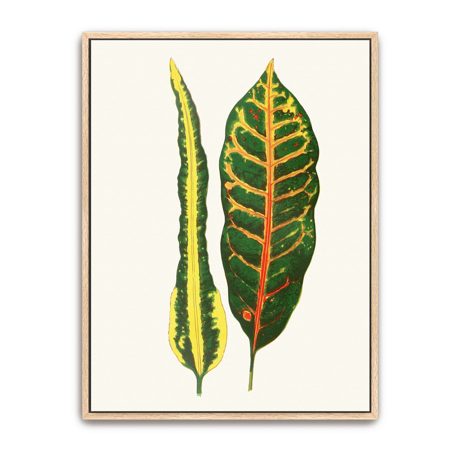 Two Croton Leaves by Edward Joseph Lowe