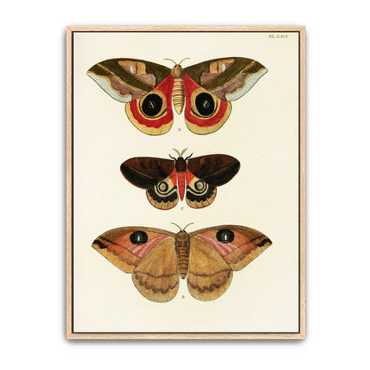 Three butterfly specimens on white background by Pieter Cramer