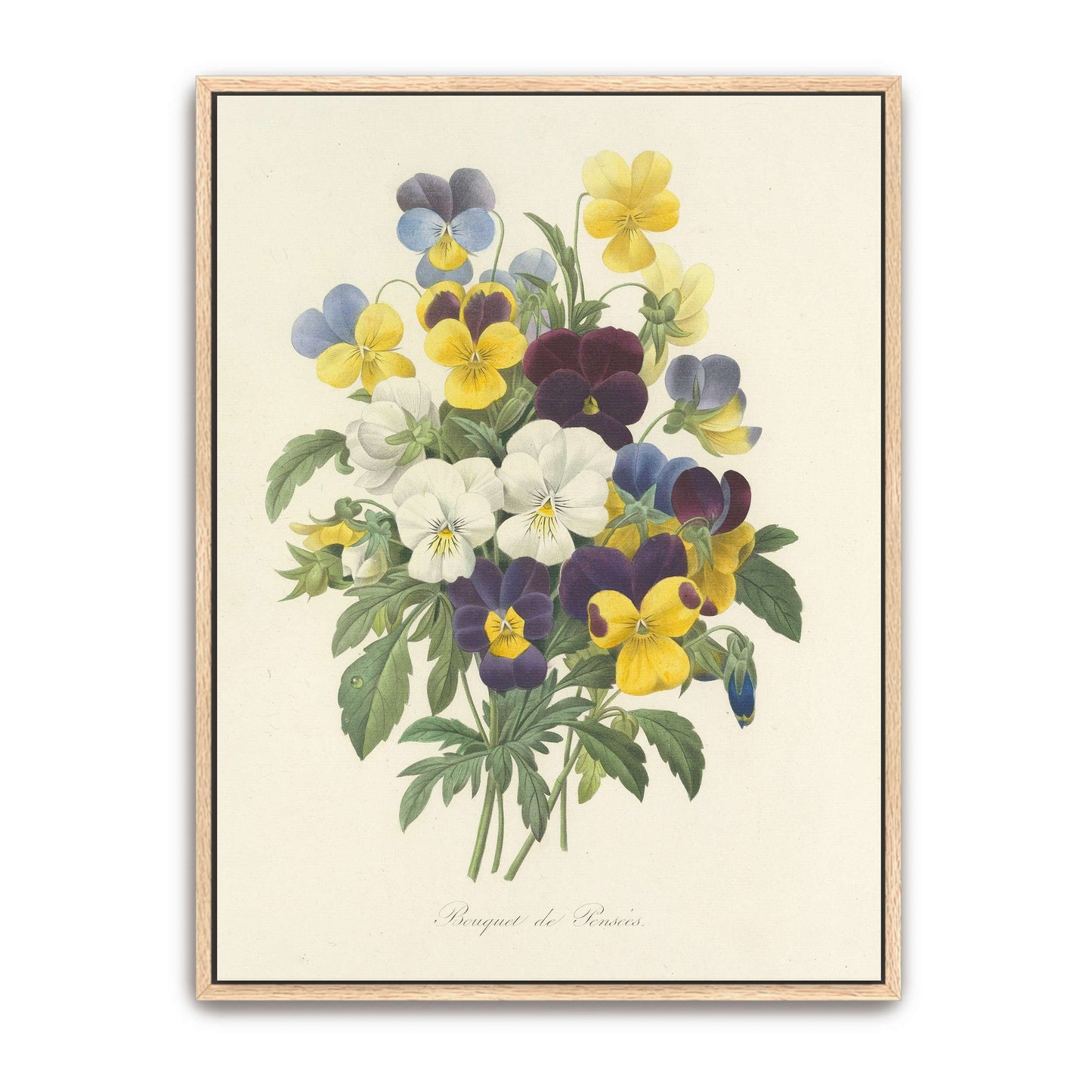 Pansies bouquet illustration by Pierre Joseph Redouté