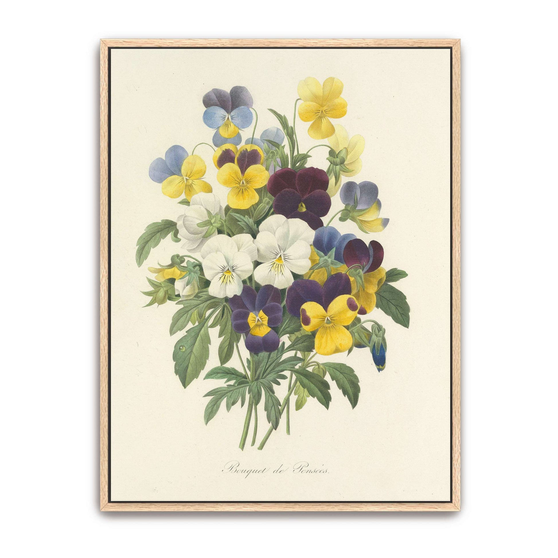 Pansies bouquet illustration by Pierre Joseph Redouté