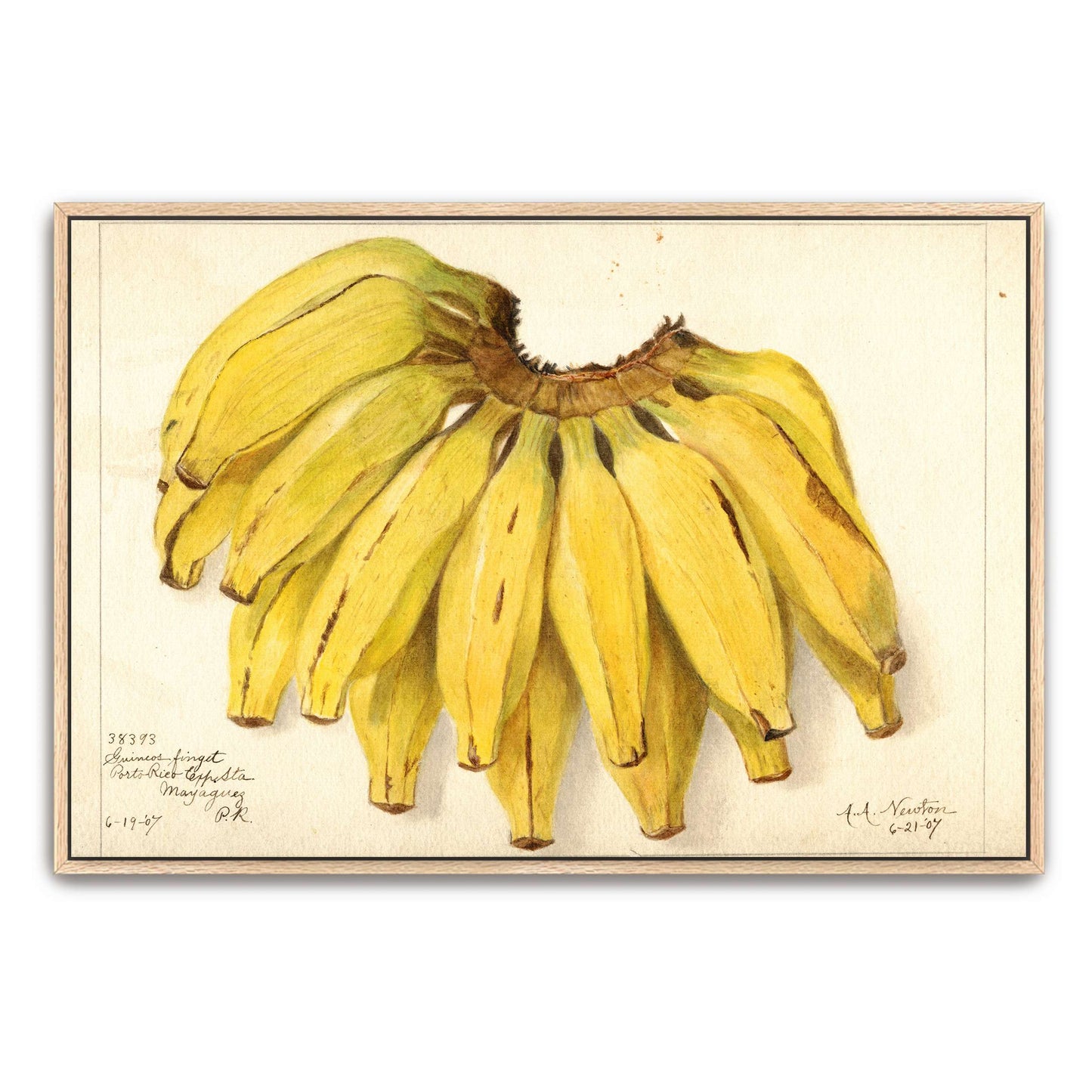 Watercolor painting of bananas by Amanda Almira Newton