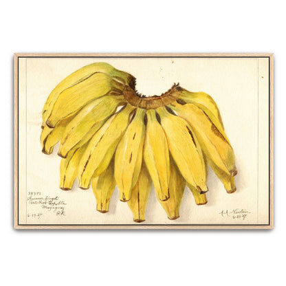 Watercolor painting of bananas by Amanda Almira Newton