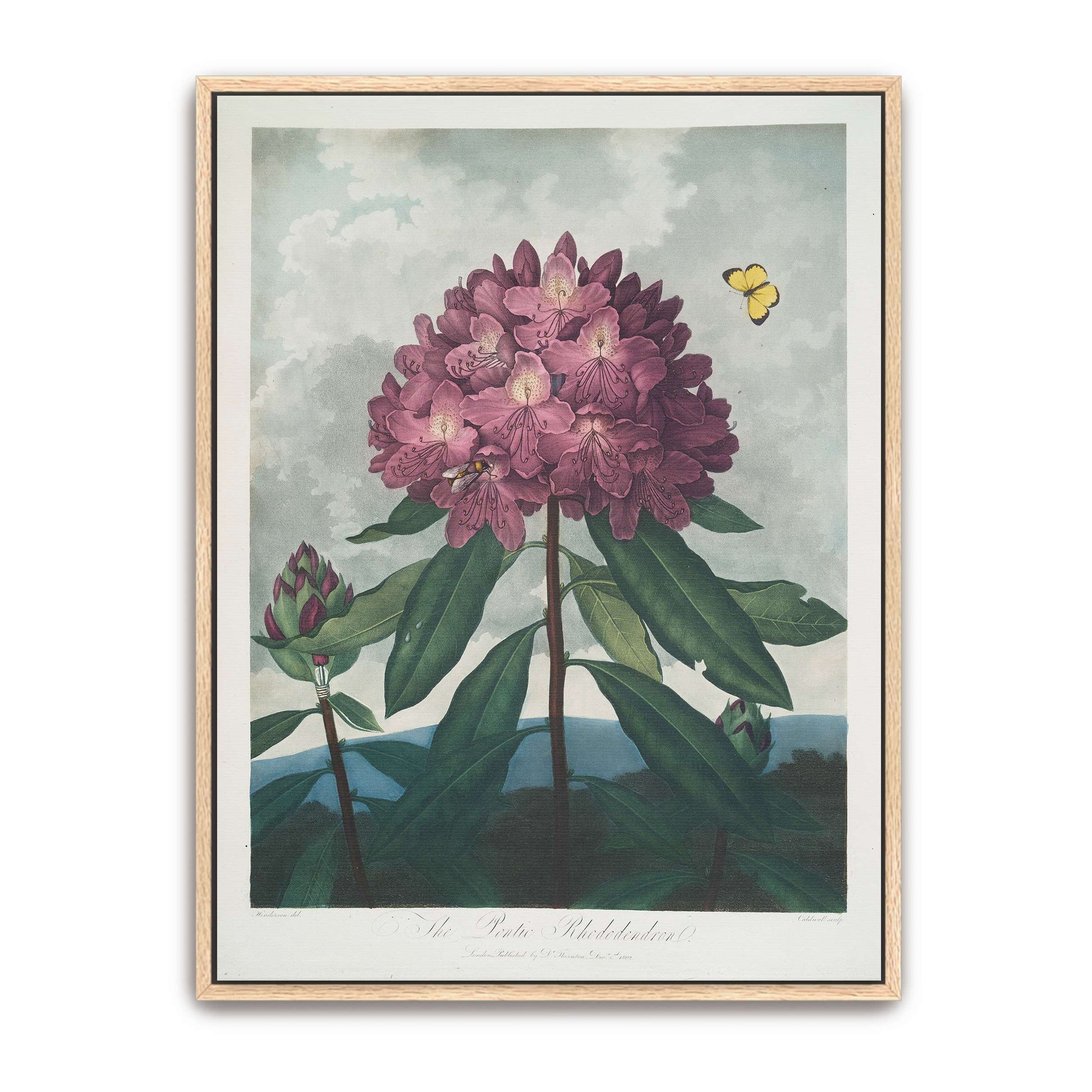 Pink Rhododendron with Insects by Robert John Thornton