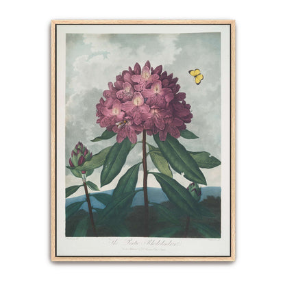 Pink Rhododendron with Insects by Robert John Thornton