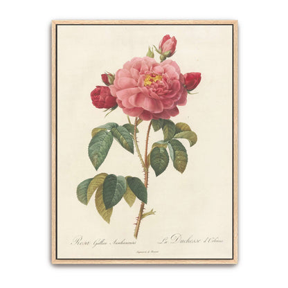 Pink rose botanical illustration by Pierre Joseph Redouté