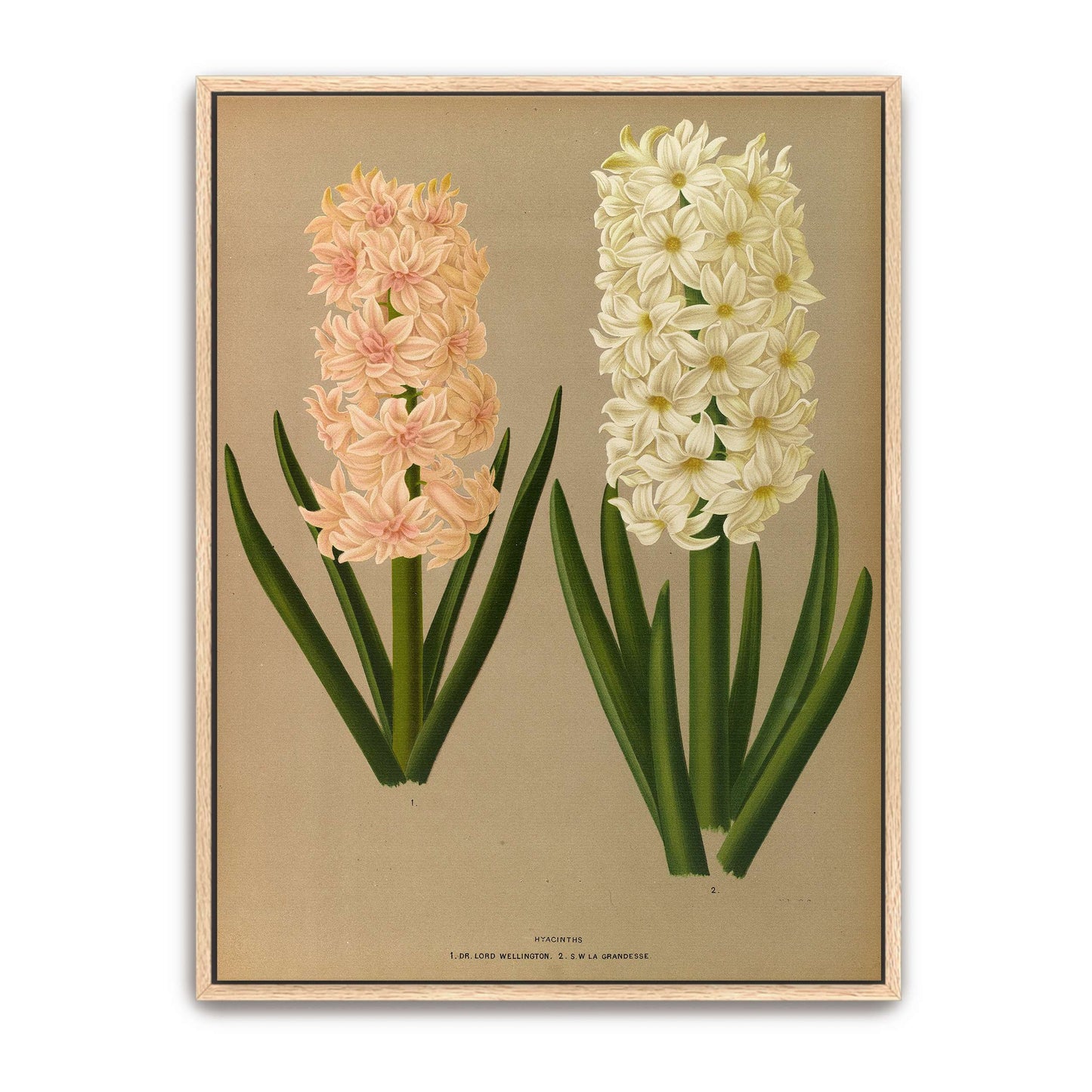 Two Hyacinth Flowers by Arentina Hendrica Arendsen