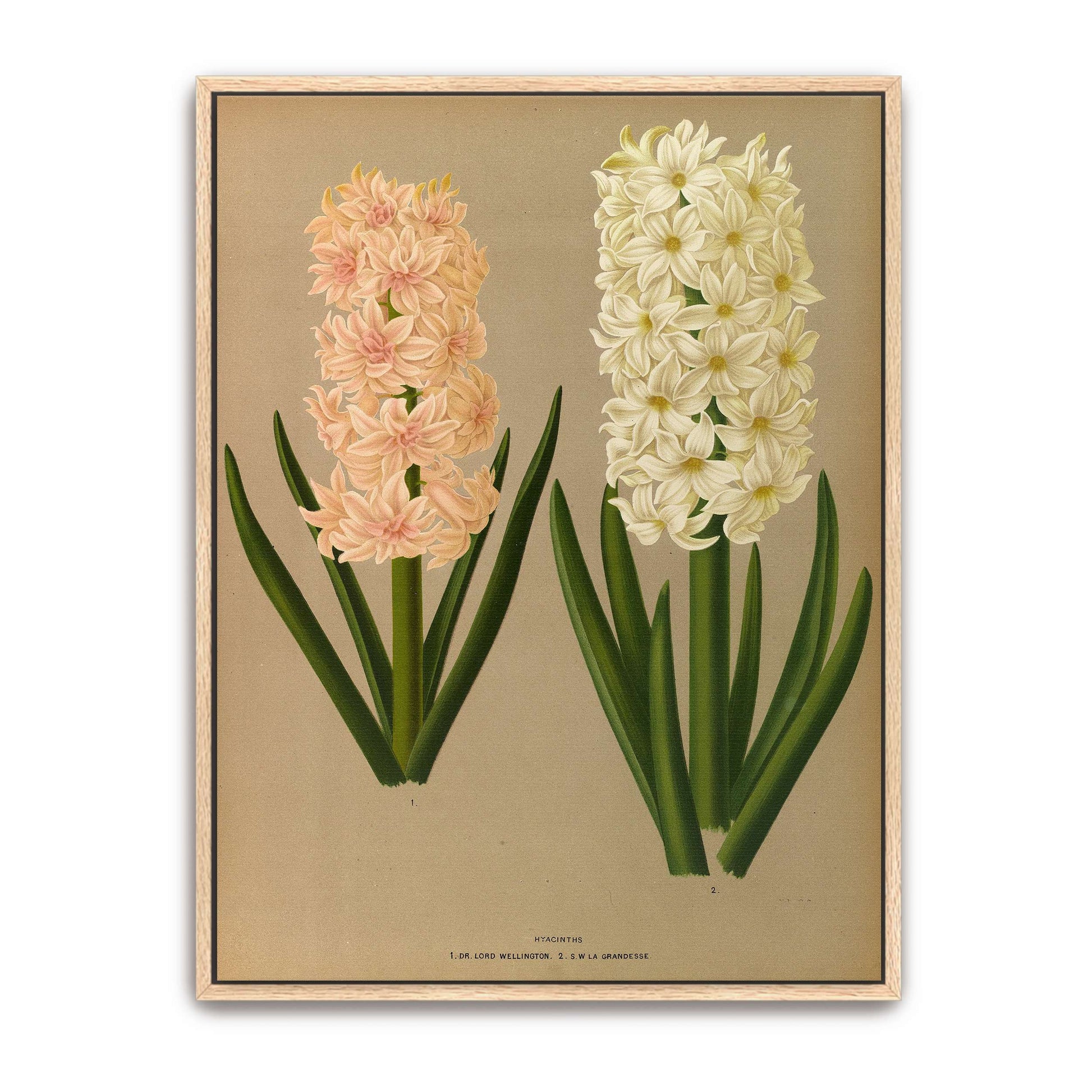 Two Hyacinth Flowers by Arentina Hendrica Arendsen