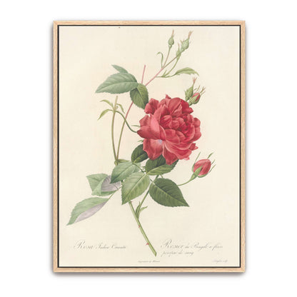 Red Rose Botanical Illustration by Pierre Joseph Redouté