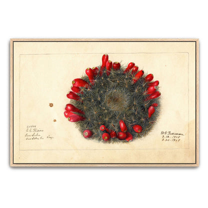 Cactus with red flowers by Deborah Griscom Passmore