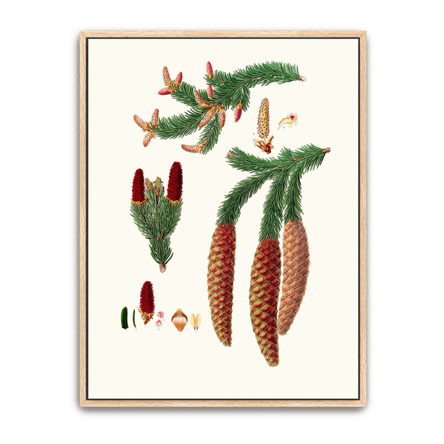 Norway spruce fir botanical illustration by Aylmer Bourke Lambert