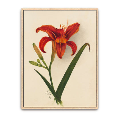 Orange daylily watercolor painting by Mary Vaux Walcott