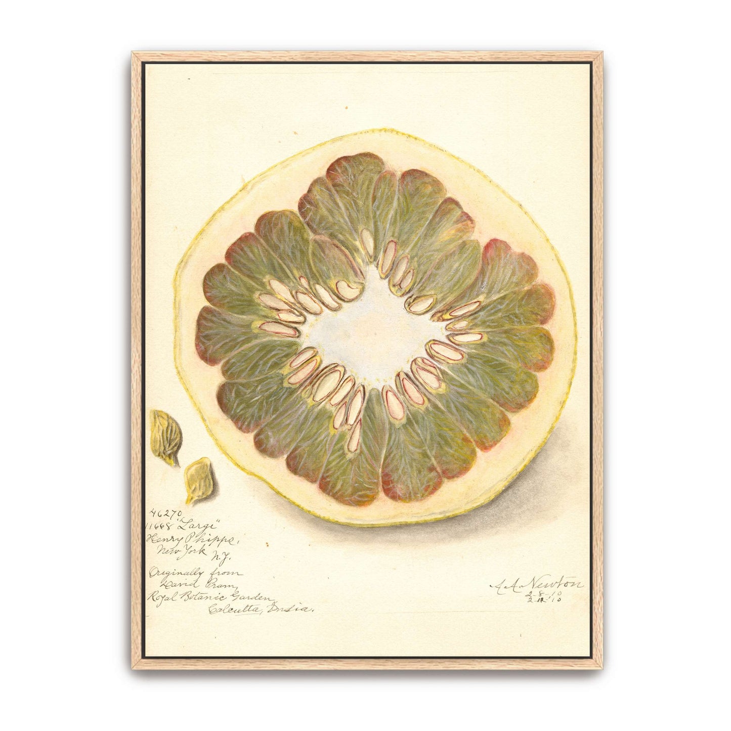 Pomelo cross-section watercolor by Amanda Almira Newton
