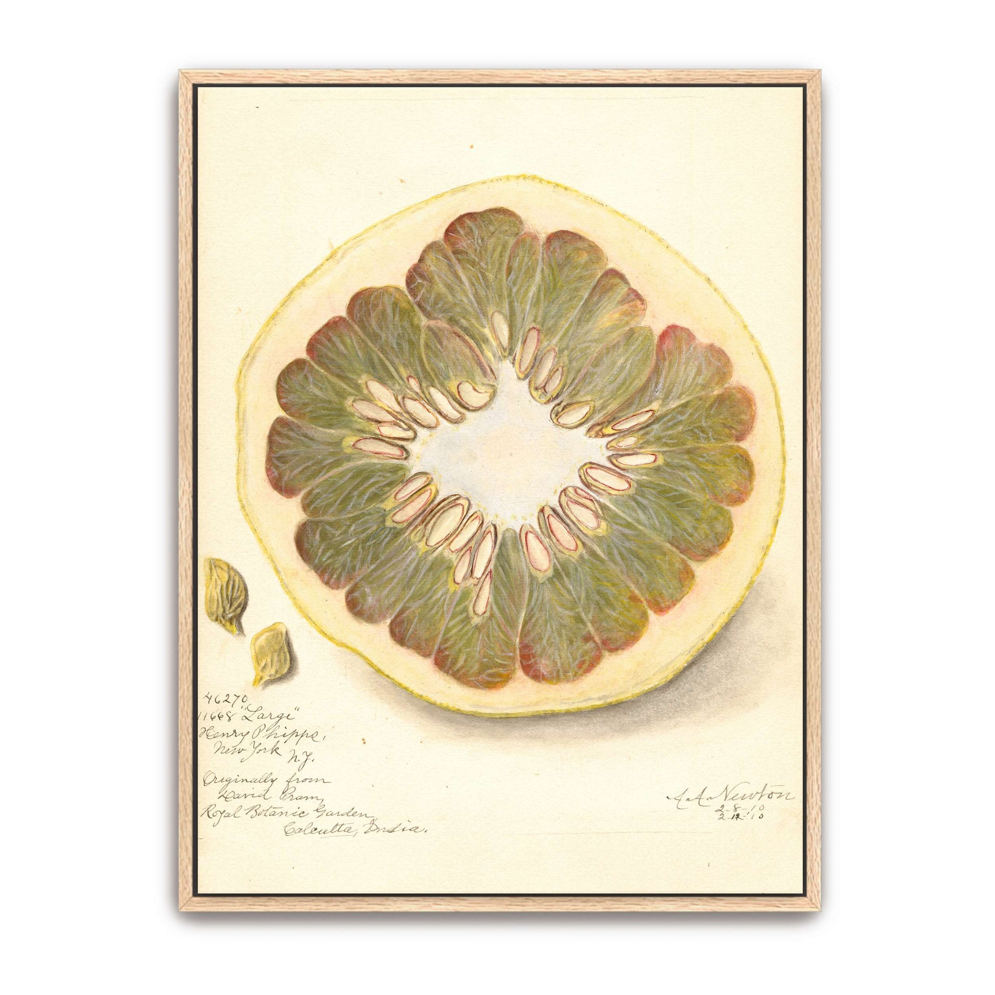 Pomelo cross-section watercolor by Amanda Almira Newton