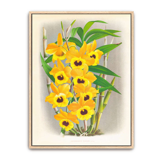 Yellow Orchid Illustration (Dendrobium Paxtoni) by Jean Jules Linden, natural oak framed canvas print