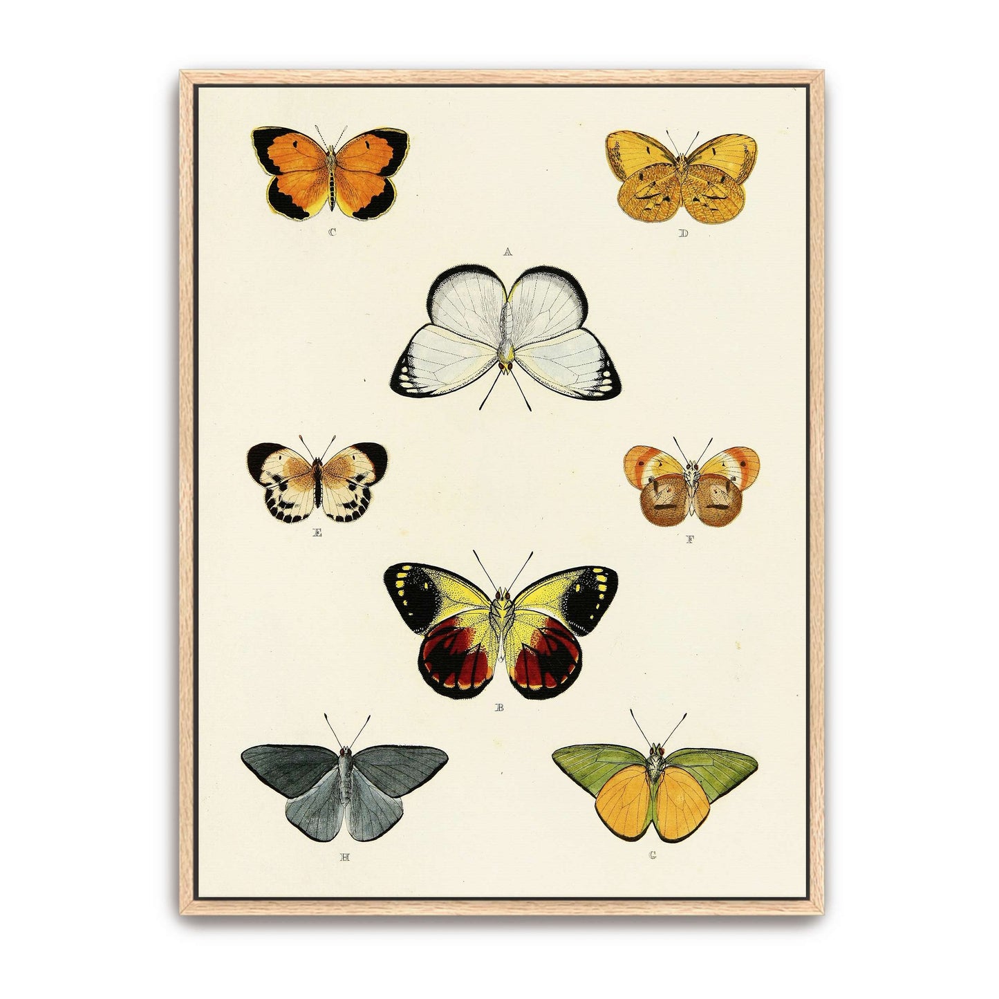 Collection of butterflies on a white page by Pieter Cramer