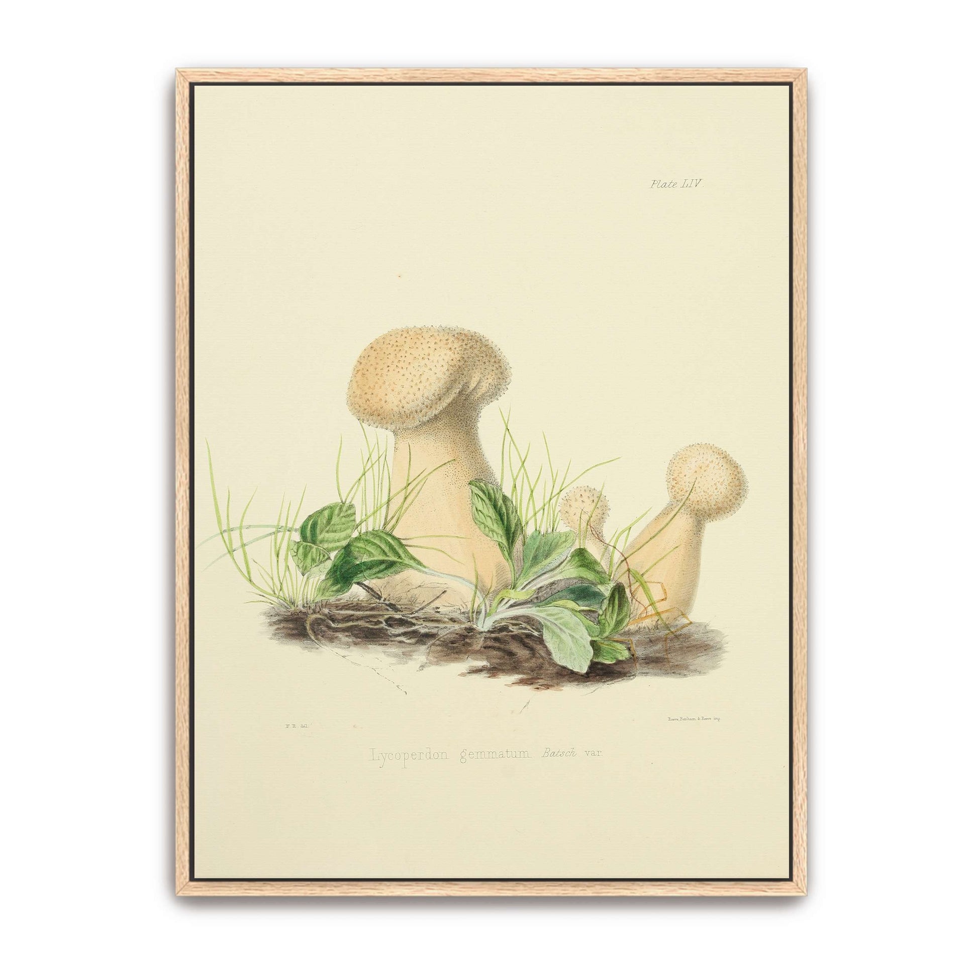 Mushrooms in grass illustration by Anna Maria Hussey