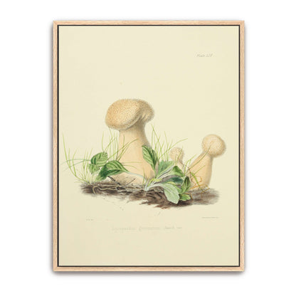 Mushrooms in grass illustration by Anna Maria Hussey
